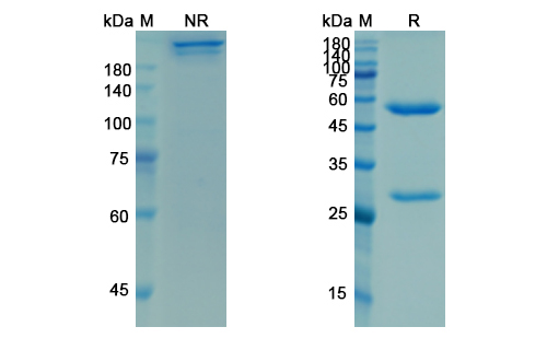 Ligelizumab (IGHE) Antibody, Monoclonal