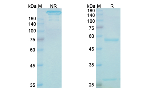 Lintuzumab (CD33) Antibody, Monoclonal