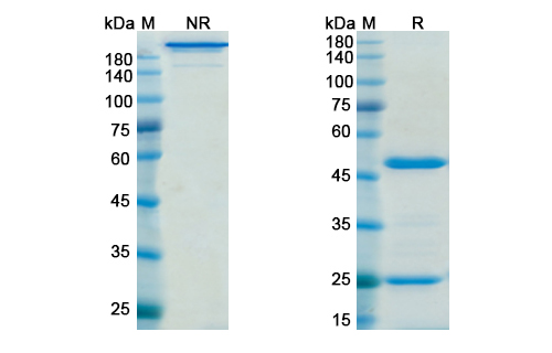 Lodelcizumab (PCSK9) Antibody, Monoclonal