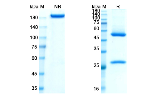 Losatuxizumab (EGFR) Antibody, Monoclonal