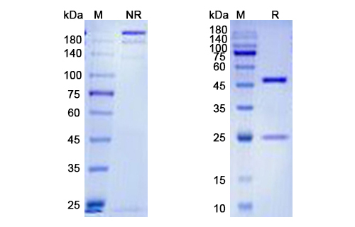 Lucatumumab (CD40) Antibody, Monoclonal