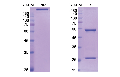 Lumiliximab (FCER2) Antibody, Monoclonal