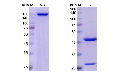 Lumretuzumab (ERBB3) Antibody, Monoclonal
