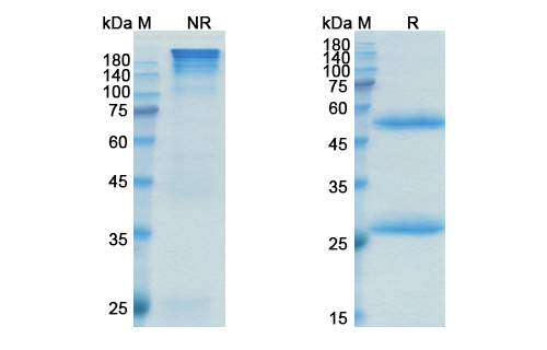 Lupartumab (LYPD3) Antibody, Monoclonal