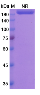 Lutikizumab (IL1A /IL1B) Antibody, Monoclonal