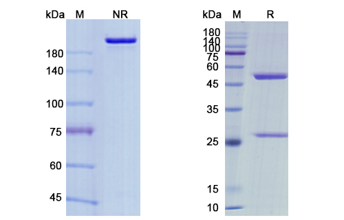 Maftivimab (Zaire Ebola virus) Antibody, Monoclonal