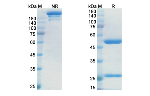 Margetuximab (ERBB2/EGFR2/CD340) Antibody, Monoclonal