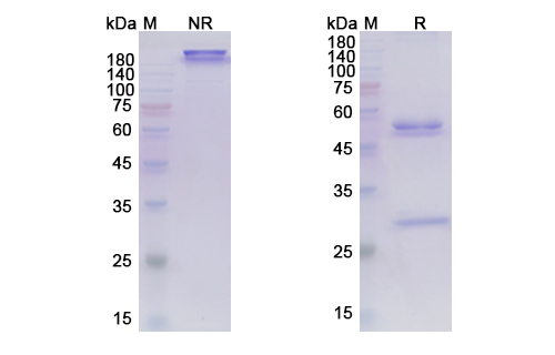 Marstacimab (TFPI) Antibody, Monoclonal