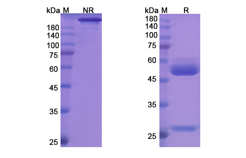 Maslimomab (T cell receptor) Antibody, Monoclonal