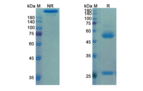 Matuzumab (EGFR) Antibody, Monoclonal