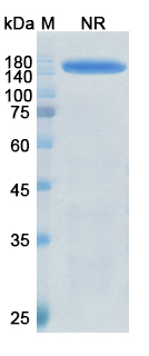 Meplazumab Antibody, Monoclonal