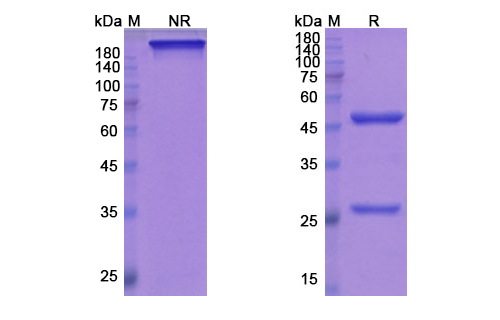 Mepolizumab (IL5) Antibody, Monoclonal