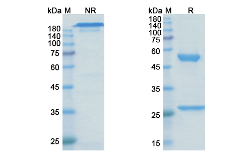 Metelimumab (TGFB1) Antibody, Monoclonal