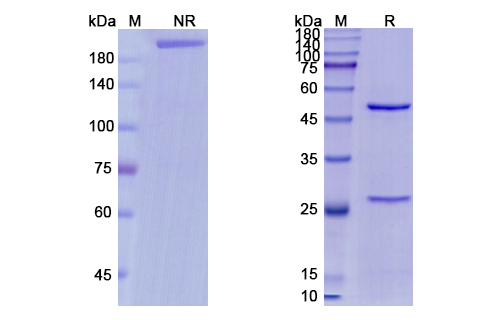 Minretumomab (TAG-72) Antibody, Monoclonal