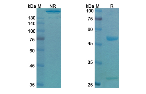 Mirvetuximab (FOLR1) Antibody, Monoclonal