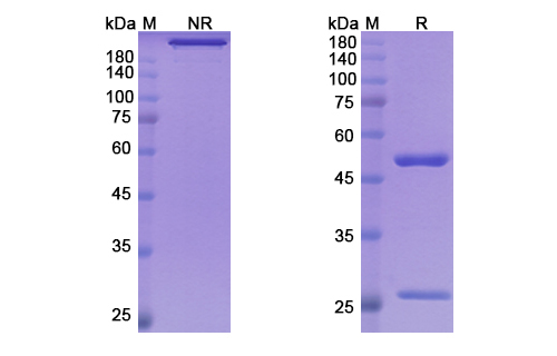 Mitazalimab (CD40/TNFRSF5) Antibody, Monoclonal