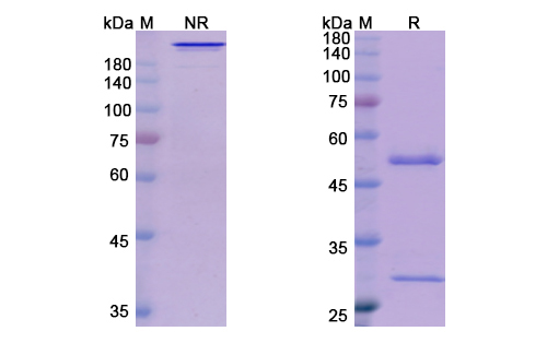 Mk-4721 (PSCA) Antibody, Monoclonal
