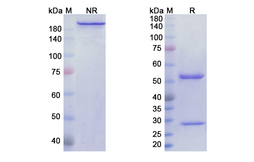 Monalizumab (KLRC1/NKG2A/CD159a/CD94) Antibody, Monoclonal