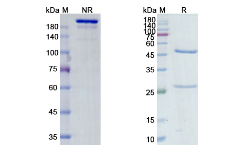 Morolimumab (RHD/CD240D) Antibody, Monoclonal
