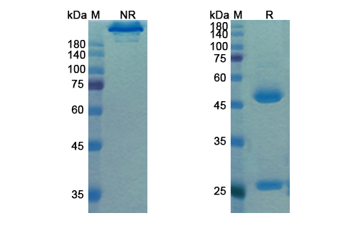 Motavizumab (RSV) Antibody, Monoclonal