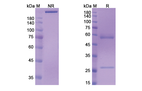 Murlentamab (AMHR2) Antibody, Monoclonal