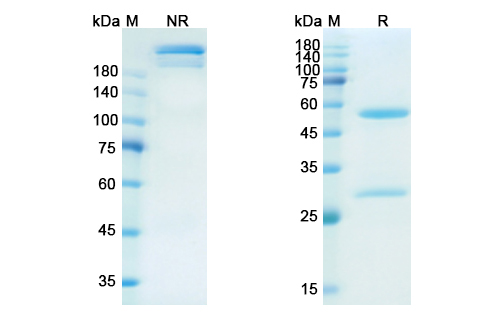 Namilumab (CSF2/GM-CSF) Antibody, Monoclonal
