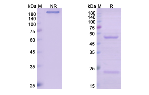 Narnatumab (MST1R/CD136) Antibody, Monoclonal