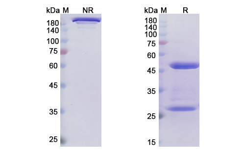 Narsoplimab (MASP2) Antibody, Monoclonal