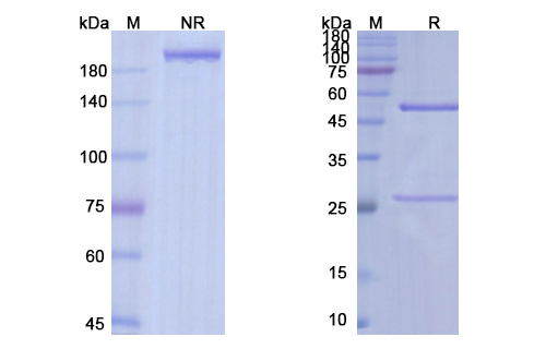 Navicixizumab (DLL4/VEGFA) Antibody, Monoclonal