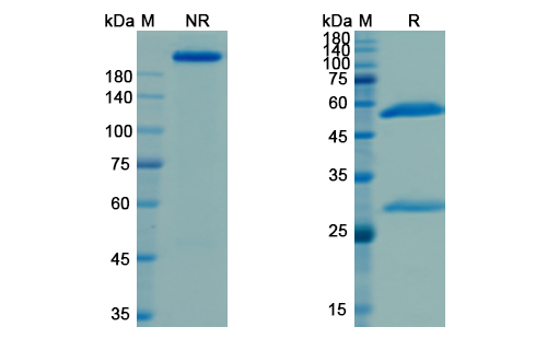Naxitamab (Ganglioside GD2) Antibody, Monoclonal