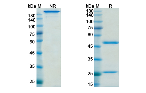 Nemolizumab (IL31RA) Antibody, Monoclonal