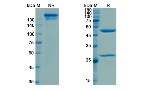 Nesvacumab (ANGPT2) Antibody, Monoclonal