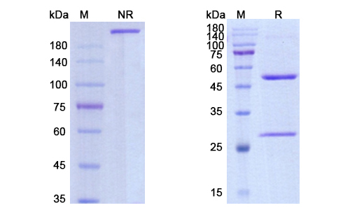Nidanilimab (IL1RAP) Antibody, Monoclonal