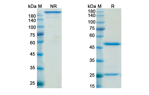 Nimotuzumab (EGFR) Antibody, Monoclonal