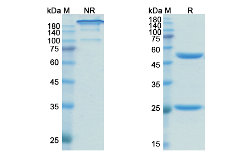 Obinutuzumab (MS4A1/CD20) Antibody, Monoclonal