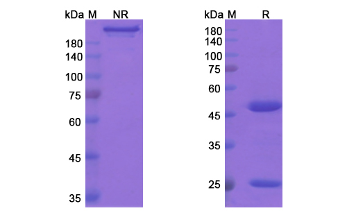 Ocaratuzumab (MS4A1/CD20) Antibody, Monoclonal