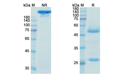 Ocrelizumab (MS4A1/CD20) Antibody, Monoclonal