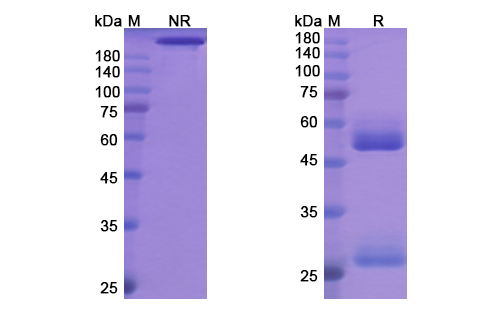 Odesivimab (Zaire Ebola virus) Antibody, Monoclonal