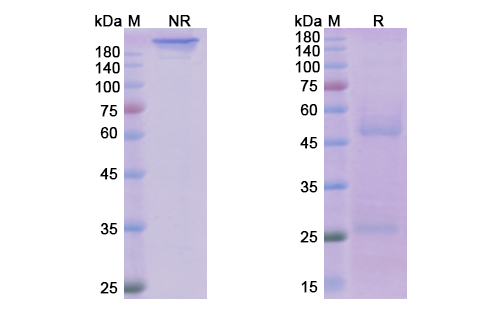 Ofatumumab (MS4A1/CD20) Antibody, Monoclonal