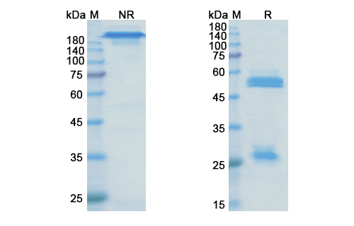 Olaratumab (PDGFRA/PDGFR2/CD140a) Antibody, Monoclonal