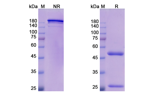 Oleclumab (NT5E/CD37) Antibody, Monoclonal