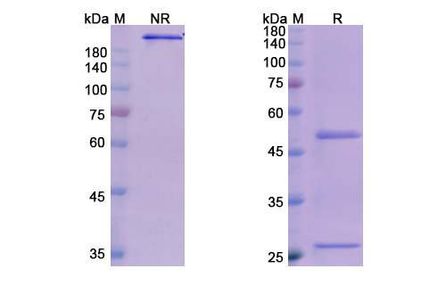 Olokizumab (IL6) Antibody, Monoclonal