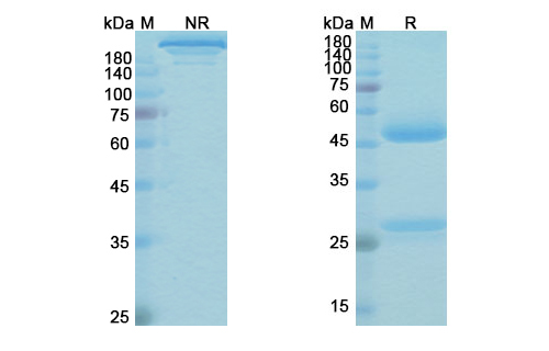 Omburtamab (CD276/B7-H3/B7RP-2) Antibody, Monoclonal