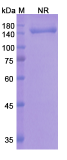 Onartuzumab (MET/RCCP2) Antibody, Monoclonal