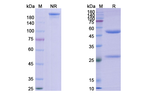 Oncolym (HLA-DR10) Antibody, Monoclonal