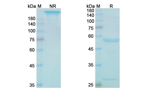 Onvatilimab (VSIR) Antibody, Monoclonal