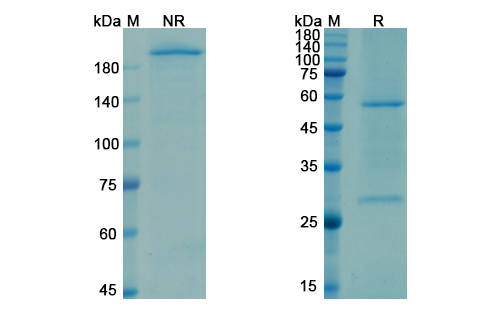 Opicinumab (LINGO1/LRRN6A/LERN1) Antibody, Monoclonal