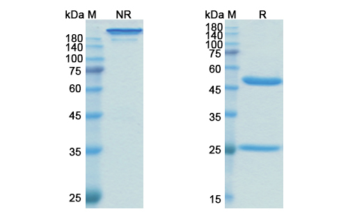 Oregovomab (MUC16/CA125) Antibody, Monoclonal