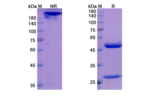 Orilanolimab (FCGRT) Antibody, Monoclonal