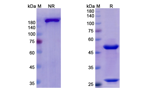 Otelixizumab (CD3E) Antibody, Monoclonal